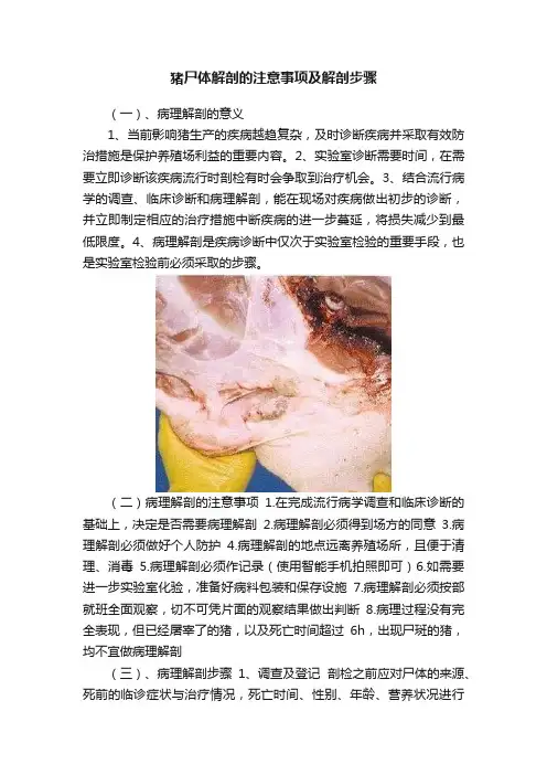 猪尸体解剖的注意事项及解剖步骤