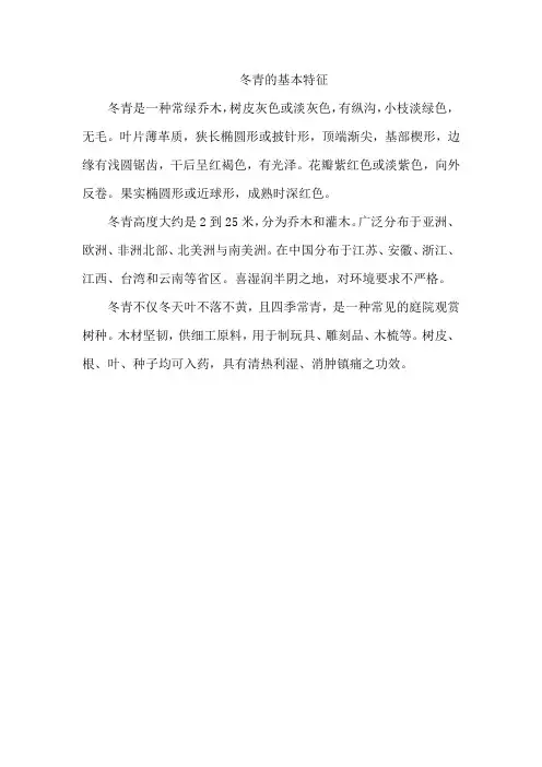 冬青的基本特征