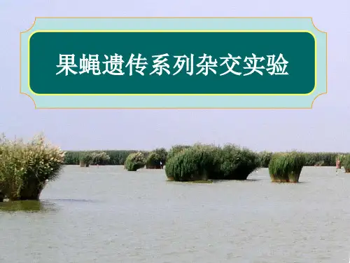 果蝇遗传系列杂交实验-资料