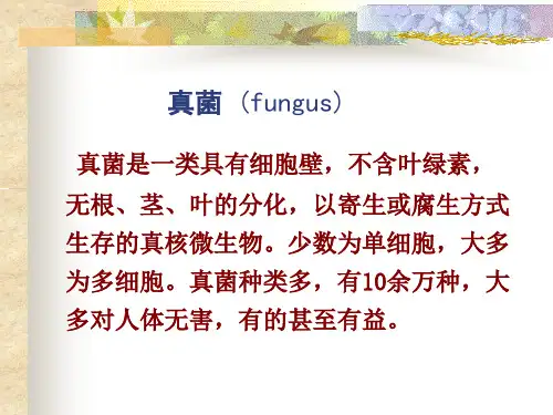 真菌 (fungus)