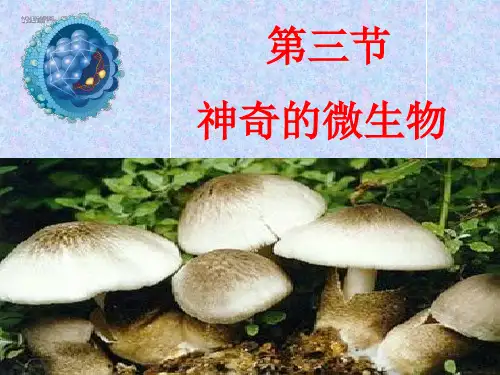 苏教版初中生物八上第5单元第十四章第三节《神奇的微生物》课件(共55页)