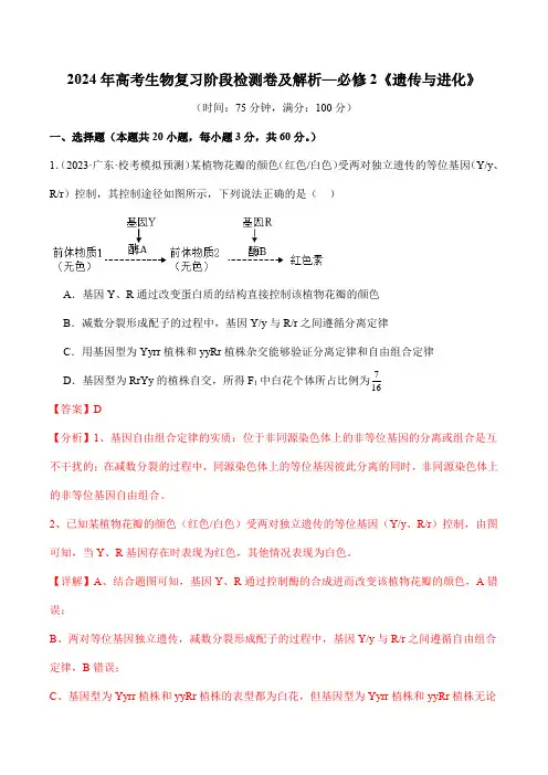 2024年高考生物复习阶段检测卷及解析—必修2《遗传与进化》