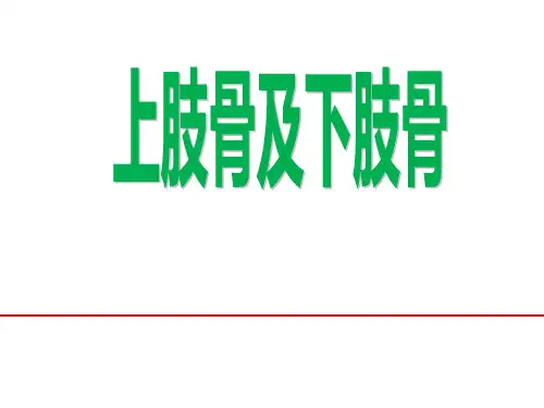 人体系统解剖学局部解剖学PPT课件 骨学 四肢 上肢骨及下肢骨