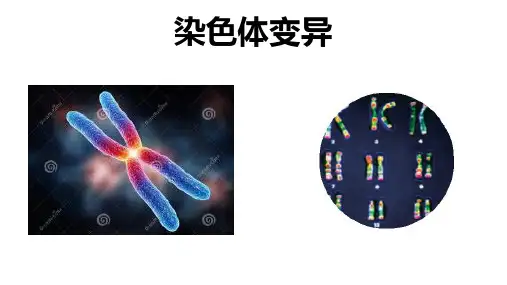 染色体变异ppt课件