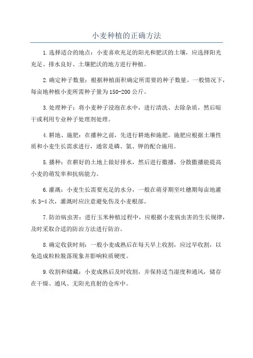 小麦种植的正确方法