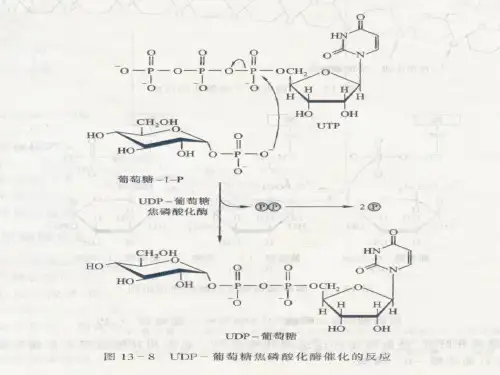 糖的生物合成-