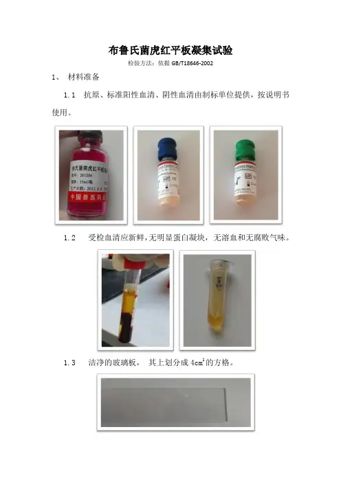 布鲁氏菌虎红平板凝集试验