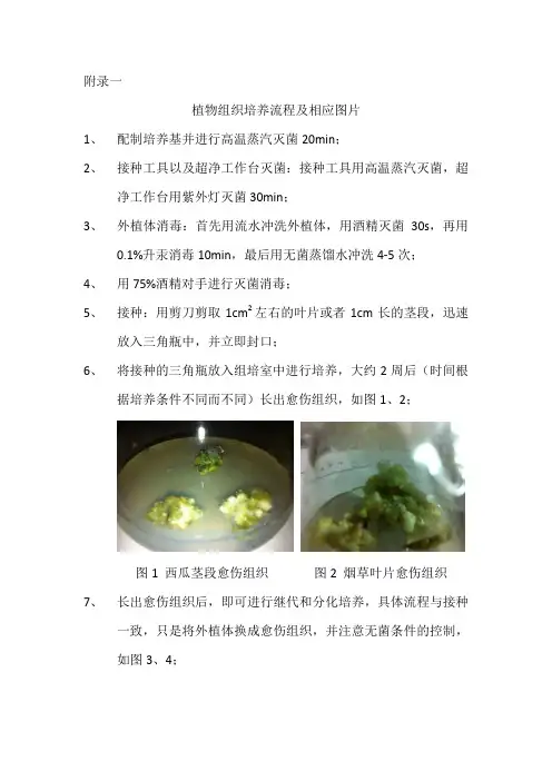 将植物组织培养流程