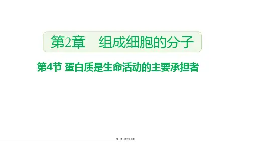 新教材人教版高中生物必修一 2-4 蛋白质是生命活动的主要承担者 教学课件