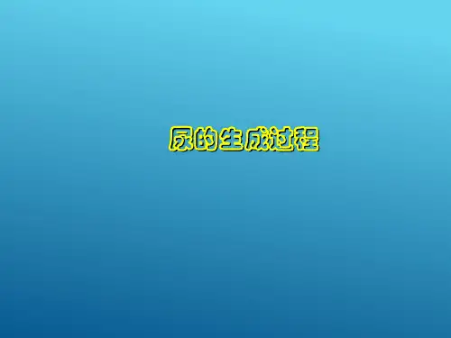 排泄功能(生理学课件)