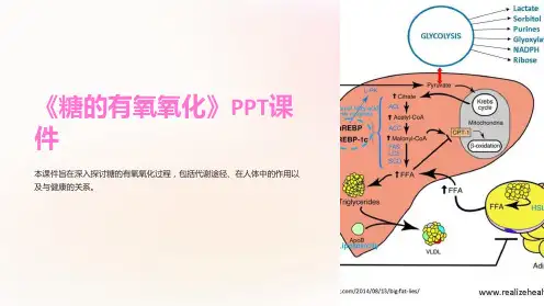 《糖的有氧氧化》课件