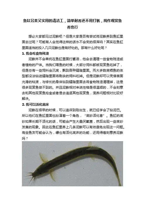 鱼缸另类又实用的清洁工，简单耐养还不用打氧，纯作观赏鱼养也行