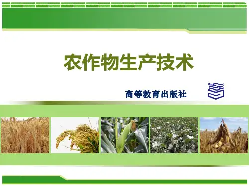 项目8 甘薯生产技术