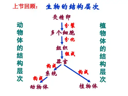 单细胞生物ppt