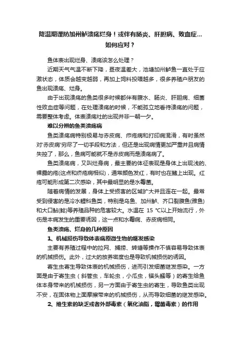 降温期谨防加州鲈溃疡烂身！或伴有肠炎、肝胆病、败血症...如何应对？