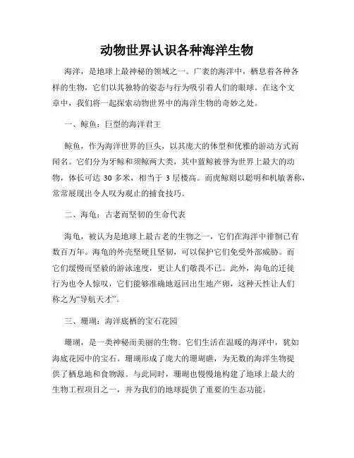 动物世界认识各种海洋生物