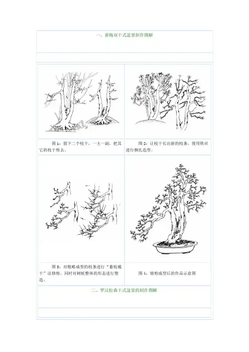 树桩盆景制作图解