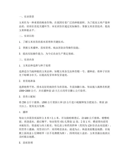 玉米育苗实训报告