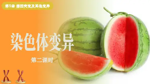 【生物】染色体变异第2课时课件-2023-2024学年高一下学期生物人教版(2019)必修2