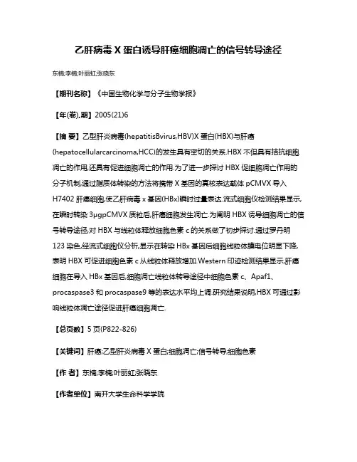 乙肝病毒X蛋白诱导肝癌细胞凋亡的信号转导途径