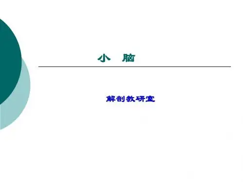 小脑间脑
