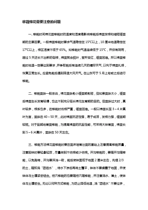 移栽棉花需要注意的问题