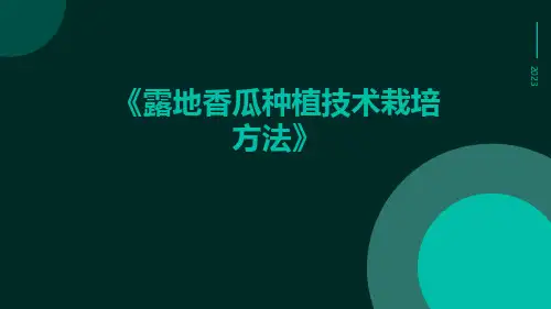 露地香瓜种植技术栽培方法