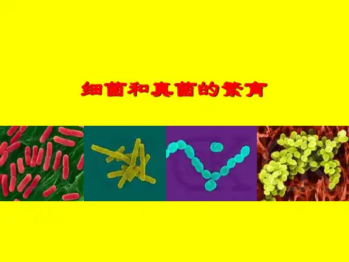 细菌和真菌PPT课件(初中科学)