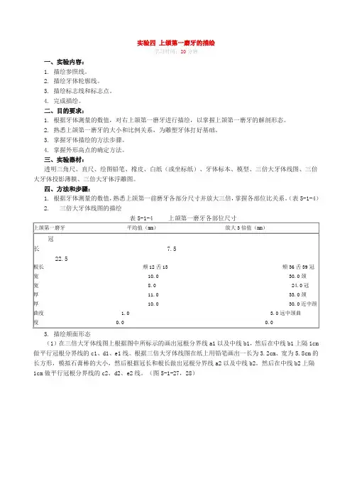 实验4.上颌第一磨牙的描绘