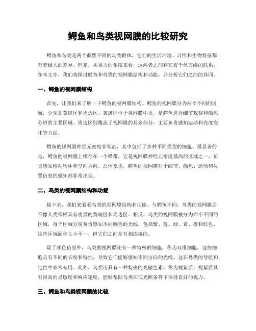 鳄鱼和鸟类视网膜的比较研究