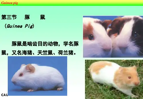 豚鼠 PPT课件