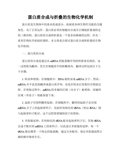 蛋白质合成与折叠的生物化学机制