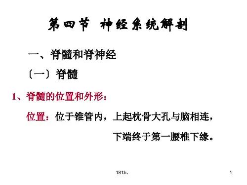 (可直接使用)神经系统解剖.ppt