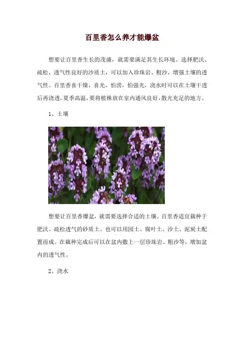 百里香怎么养才能爆盆