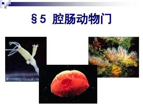 普通动物学课件 腔肠动物门