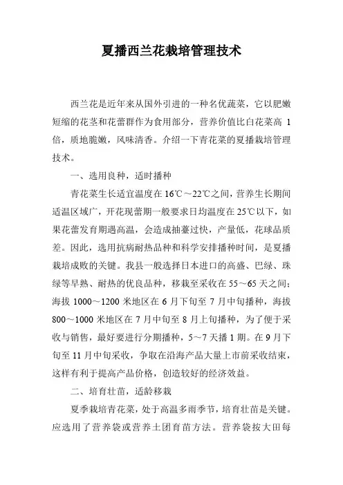 夏播西兰花栽培管理技术