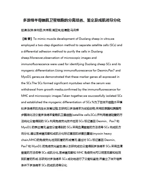 多浪绵羊骨骼肌卫星细胞的分离培养、鉴定及成肌诱导分化