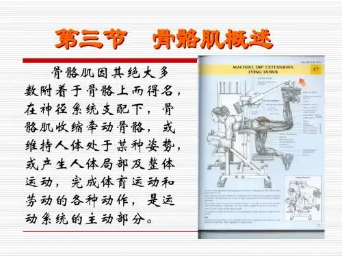 3.3骨骼肌总论
