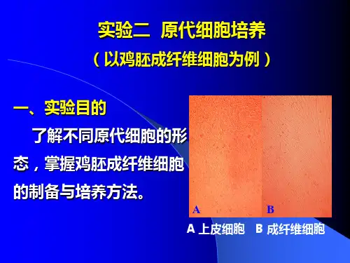 实验二_原代细胞培养