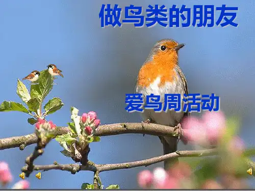 鸟人类的朋友14122PPT课件