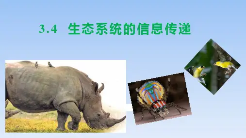 【课件】生态系统的信息传递课件2022-2023学年高二上学期生物人教版选择性必修2