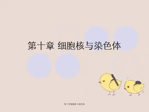 第十章细胞核与染色体