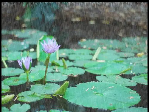 人美版小学美术二年级上册《下雨了》课件