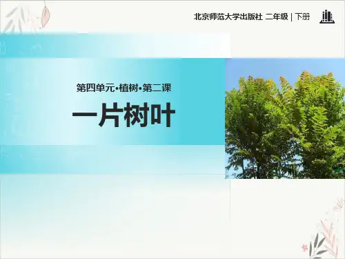 一片树叶精品PPT课件