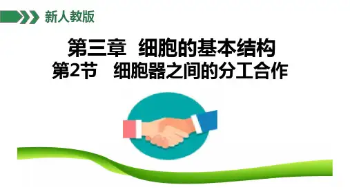 细胞器之间的分工合作ppt课件