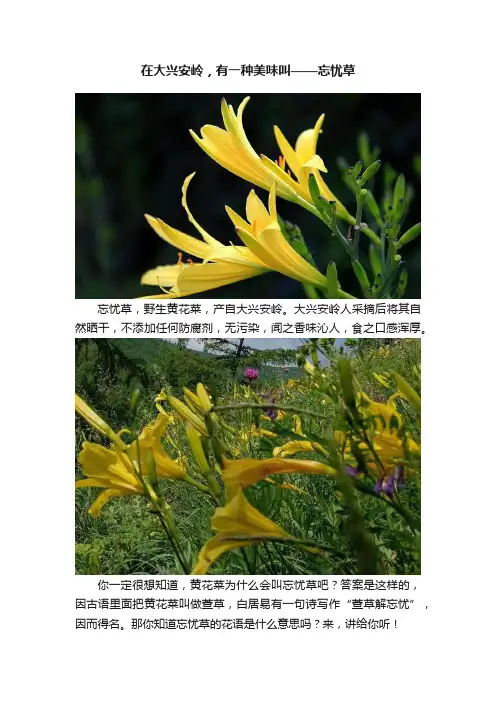 在大兴安岭，有一种美味叫——忘忧草