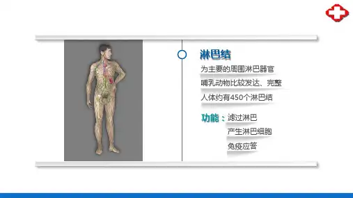 淋巴系统—淋巴器官(正常人体结构课件)
