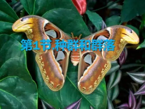 华师大版七年级科学下册课件 第五章 第一节  种群和生物群落