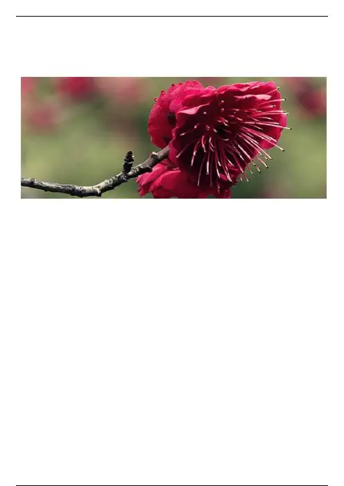 梅花有哪些种类？十大梅花品种图片