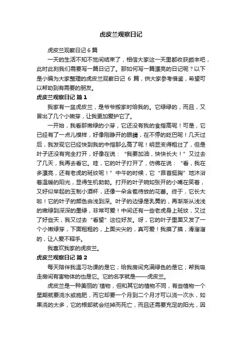 虎皮兰观察日记6篇